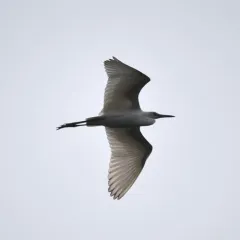 Little Blue Heron thumbnail 5