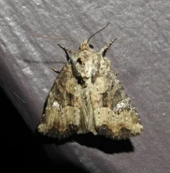 Broken-lined Brocade Moth thumbnail 4