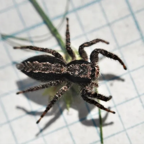 California Flattened Jumping Spider