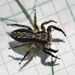 California Flattened Jumping Spider thumbnail 1
