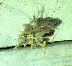 Broad Damsel Bug thumbnail 3