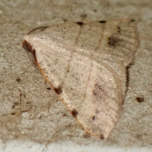 Drepanulatrix bifilata