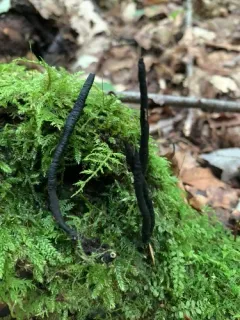 Xylaria vasconica thumbnail 4