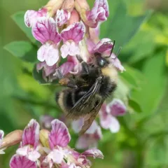 Fog-belt Bumble Bee thumbnail 3