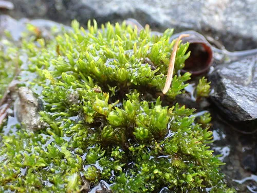 Hercynian Hair Moss