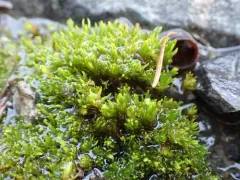 Hercynian Hair Moss thumbnail 1