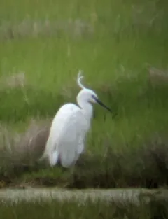 Little Egret thumbnail 2