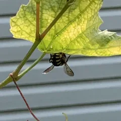 Florentine Woolcarder Bee thumbnail 2