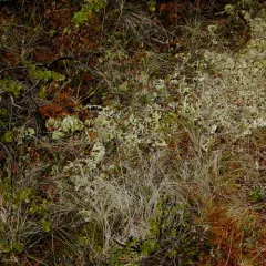 Arctic Kidney Lichen thumbnail 2