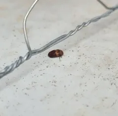 Banded Black Carpet Beetle thumbnail 3