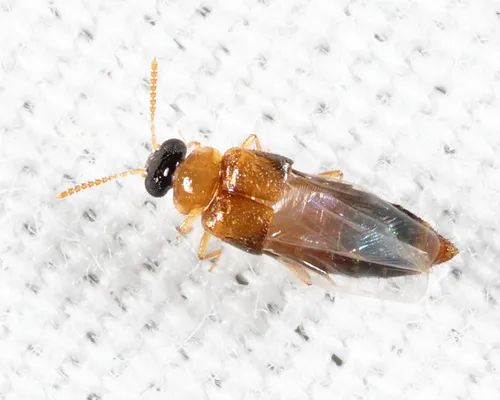 Phanerota dissimilis