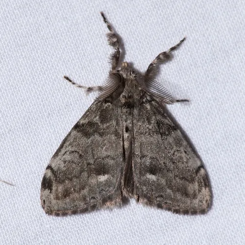 White-marked Tussock Moth