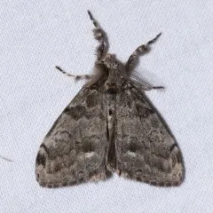 White-marked Tussock Moth thumbnail 1
