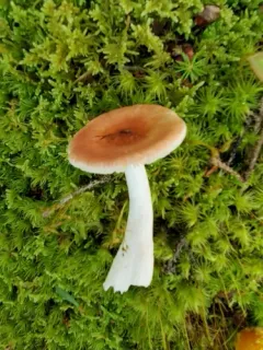 Russula praeumbonata thumbnail 3