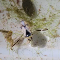 Grousewinged Backswimmer thumbnail 1