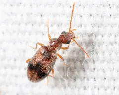 Desert Ant-like Flower Beetle thumbnail 4