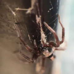 Eastern Parson Spider thumbnail 4