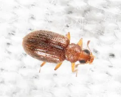 Melanophthalma inermis thumbnail 2