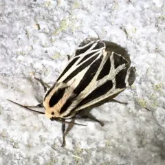 Harnessed Tiger Moth thumbnail 3