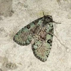 Marbled-green Leuconycta Moth thumbnail 2