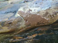 Dictydiaethalium plumbeum thumbnail 4