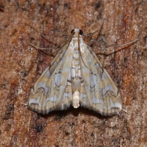 Pondside Crambid Moth