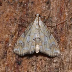 Pondside Crambid Moth thumbnail 1