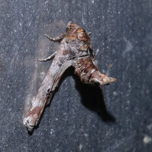Dark Marathyssa Moth