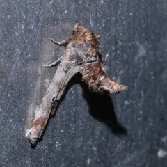 Dark Marathyssa Moth thumbnail 1