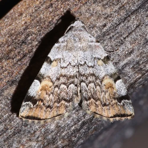 American Idia Moth