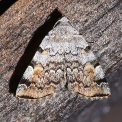 American Idia Moth thumbnail 1
