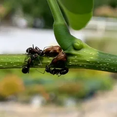 black locust treehopper thumbnail 4