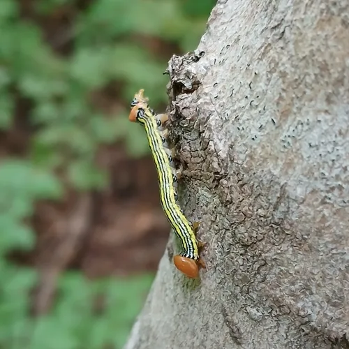 Orange-humped Mapleworm