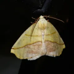 Sharp-lined Yellow thumbnail 1