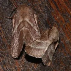 Eastern Tent Caterpillar Moth thumbnail 2