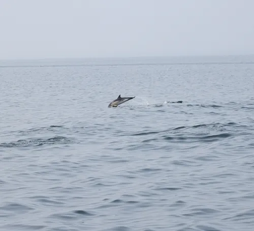 Common Dolphin