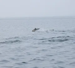 Common Dolphin thumbnail 1