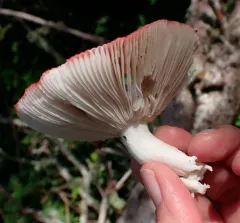 Russula montana thumbnail 4