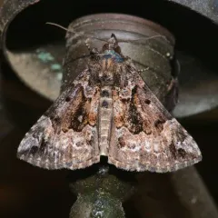 Mottled Snout thumbnail 2