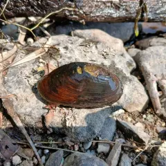 Freshwater Pearl Mussel thumbnail 2