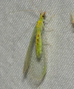 Four-spotted Green Lacewing thumbnail 2