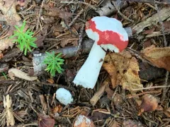 Russula praeumbonata thumbnail 1