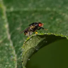 Chaetochlorops inquilinus thumbnail 3