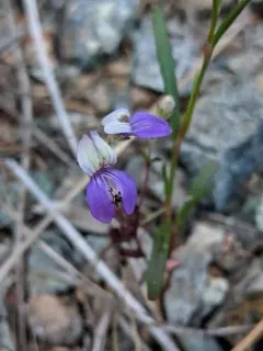 Torrey's Blue-eyed Mary thumbnail 2