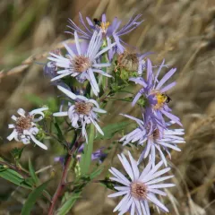 Pacific Aster thumbnail 4