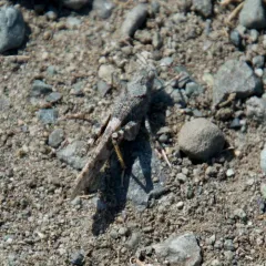Pallid-winged Grasshopper thumbnail 4