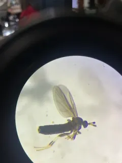 Colobostema varicorne thumbnail 1