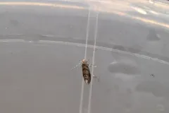 Dryadaula visaliella thumbnail 3