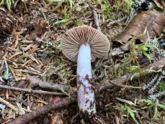 Cortinarius scoticus thumbnail 2