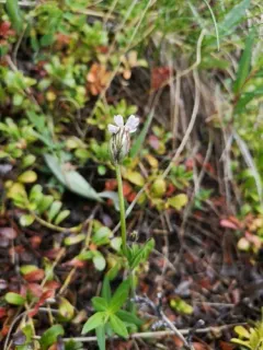 Taimyr Catchfly thumbnail 2